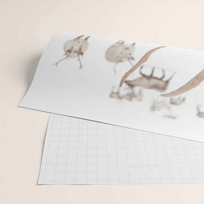 Reindeer With Antlers Art Print | Tromsø Norway Animal Snow Photo | Arctic Winter Travel Photography Wrapping Paper Gallery Image 2