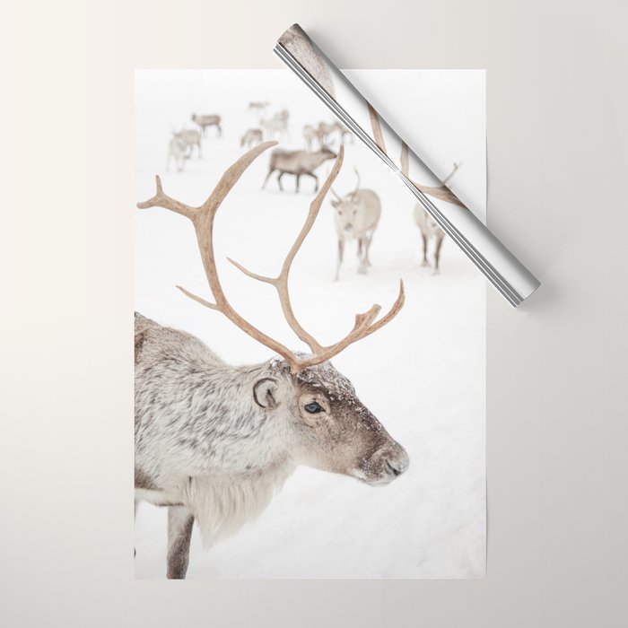 Reindeer With Antlers Art Print | Tromsø Norway Animal Snow Photo | Arctic Winter Travel Photography Wrapping Paper Gallery Image 1