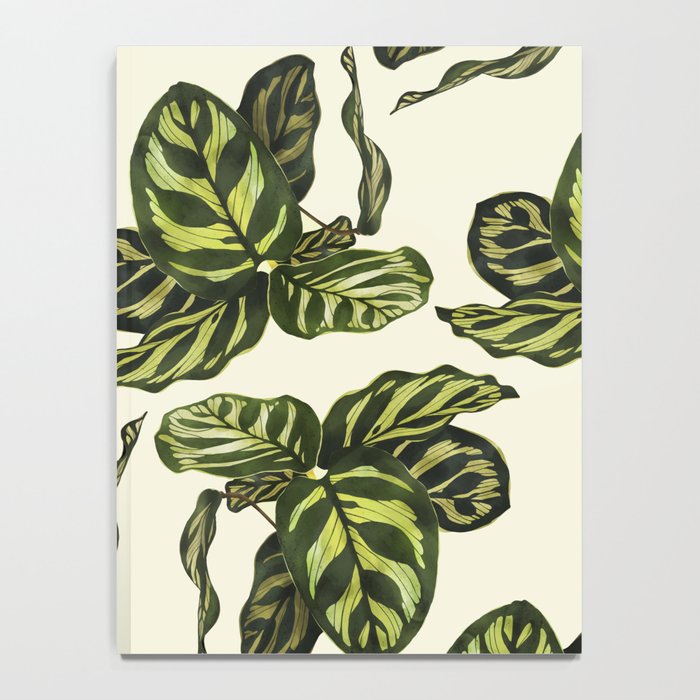 calathea botanical interior plant Notebook Gallery Image 4