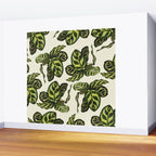 calathea botanical interior plant Wall Mural Gallery Image 2