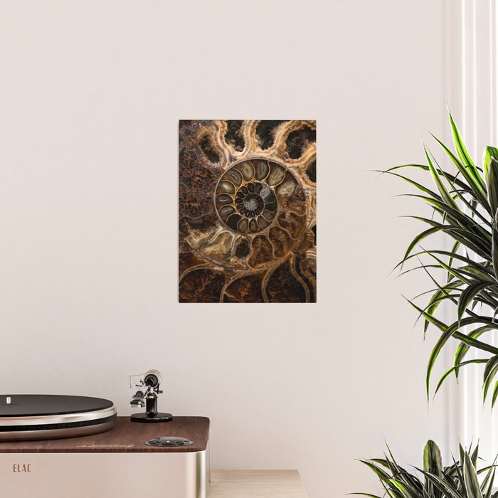 Earth treasures - Fossil in brown tones Poster Gallery Image 2