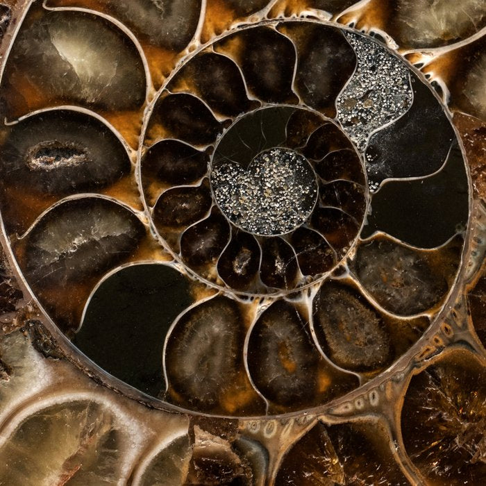 Earth treasures - Fossil in brown tones Coffee Mug Gallery Image 2