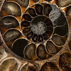 Earth treasures - Fossil in brown tones Coffee Mug Gallery Image 2