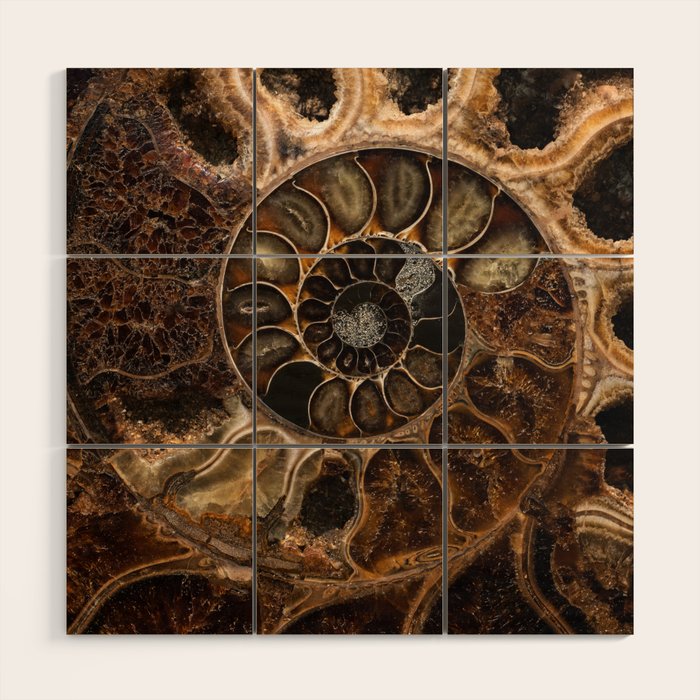 Earth treasures - Fossil in brown tones Wood Wall Art Gallery Image 1