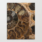 Earth treasures - Fossil in brown tones Notebook Gallery Image 4
