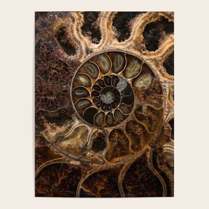 Earth treasures - Fossil in brown tones Poster Gallery Image 4