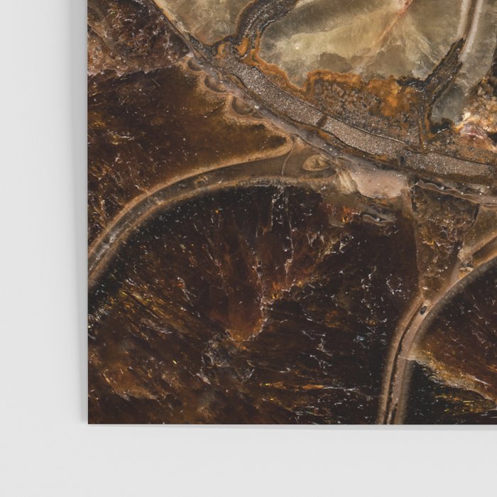 Earth treasures - Fossil in brown tones Poster Gallery Image 3