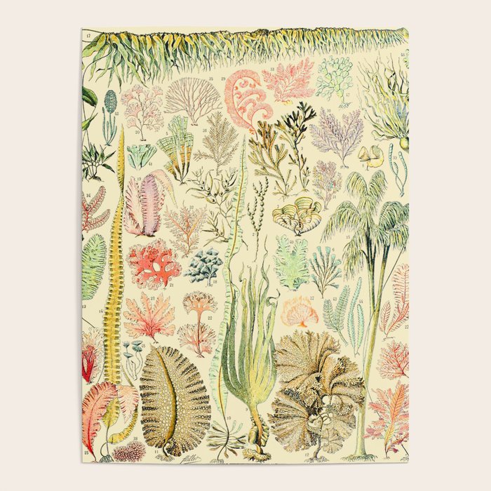 Seaweed and Coral Vintage Illustration Drawing by Adolphe Millot of Underwater Peach Pink Sea Plants Poster Gallery Image 1