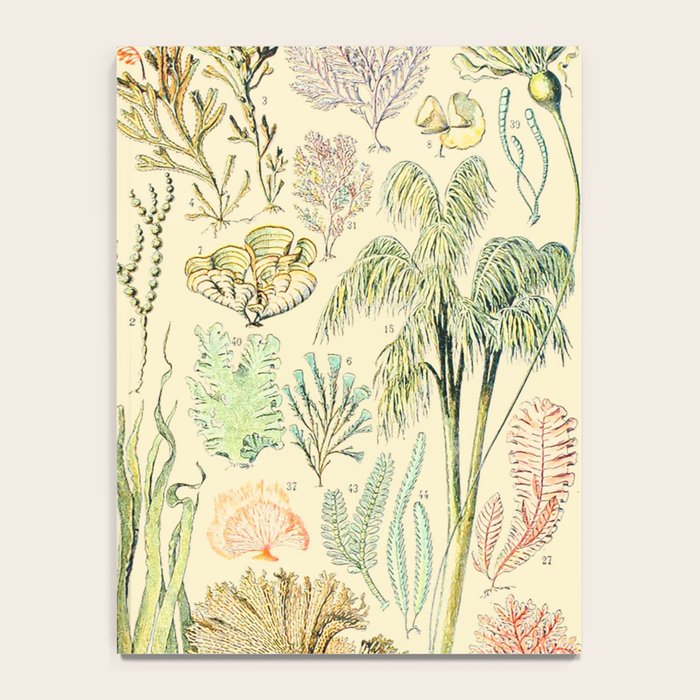 Seaweed and Coral Vintage Illustration Drawing by Adolphe Millot of Underwater Peach Pink Sea Plants Notebook Gallery Image 4