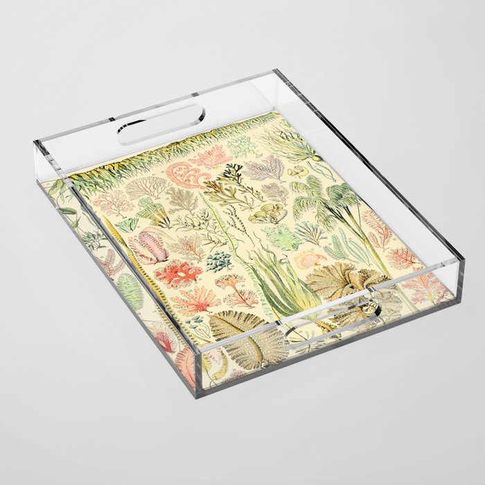 Seaweed and Coral Vintage Illustration Drawing by Adolphe Millot of Underwater Peach Pink Sea Plants Acrylic Tray Gallery Image 1