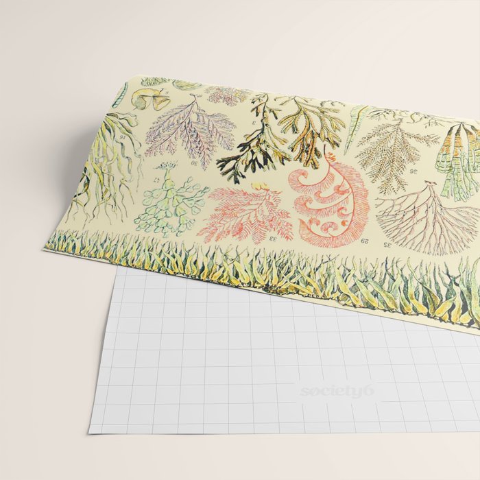 Seaweed and Coral Vintage Illustration Drawing by Adolphe Millot of Underwater Peach Pink Sea Plants Wrapping Paper Gallery Image 2