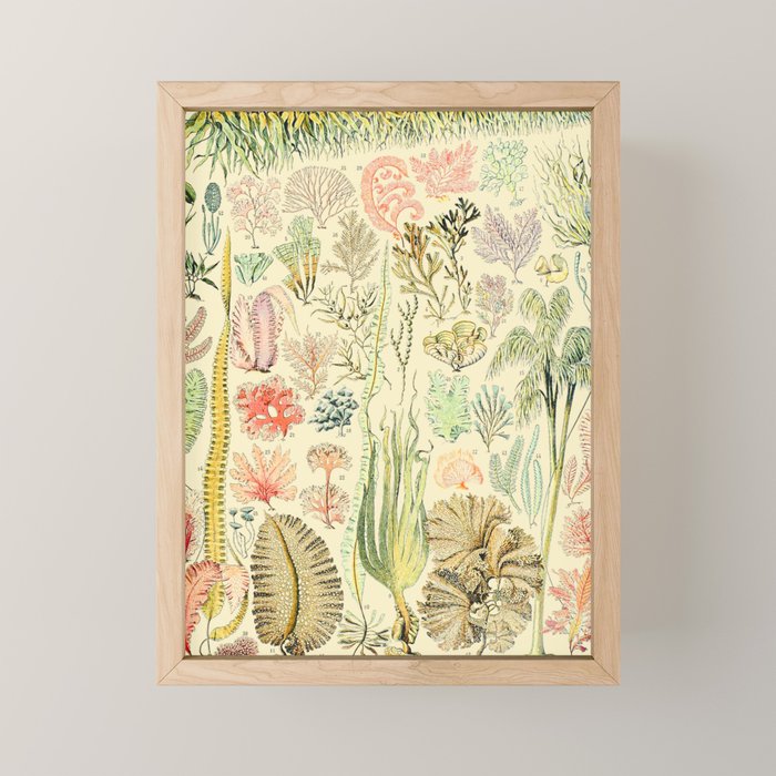 Seaweed and Coral Vintage Illustration Drawing by Adolphe Millot of Underwater Peach Pink Sea Plants Mini Art Print Gallery Image 1