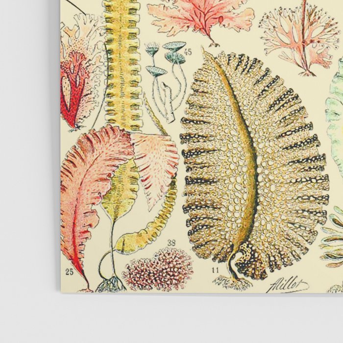 Seaweed and Coral Vintage Illustration Drawing by Adolphe Millot of Underwater Peach Pink Sea Plants Poster Gallery Image 3
