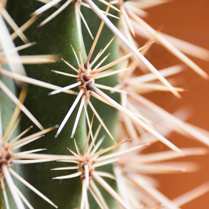 Cactus pattern in Marrakech in the summer - Green, terra cotta mediterranean - Travel Photography Coffee Mug Gallery Image 2