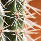 Cactus pattern in Marrakech in the summer - Green, terra cotta mediterranean - Travel Photography Coffee Mug Gallery Image 2