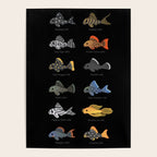 Pleco! Poster Gallery Image 4