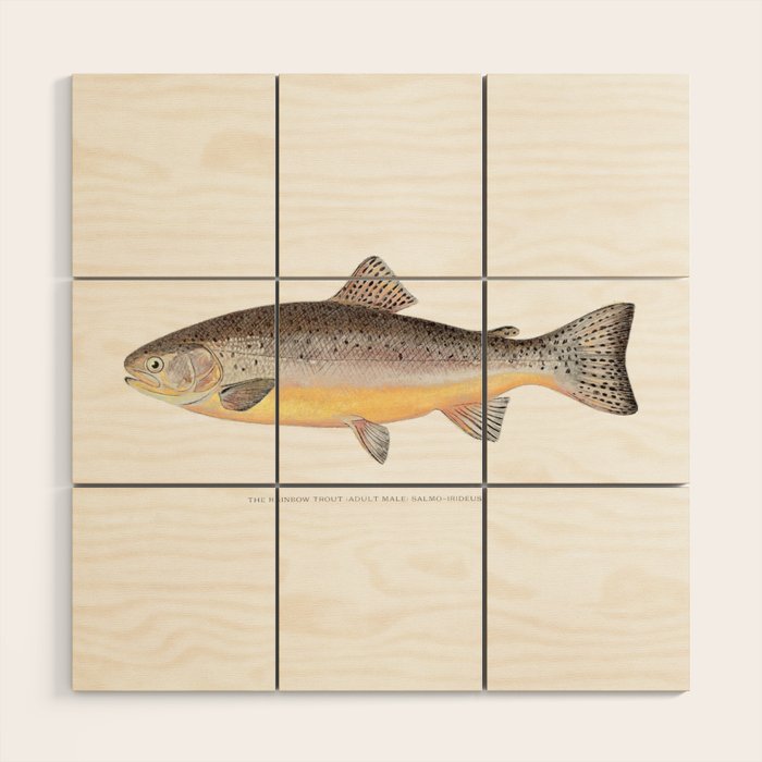 The Rainbow Trout Wood Wall Art Gallery Image 1