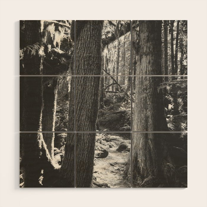 Forest Wonderland - Black and White Nature Photography Wood Wall Art Gallery Image 1