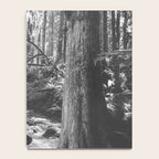 Forest Wonderland - Black and White Nature Photography Notebook Gallery Image 4