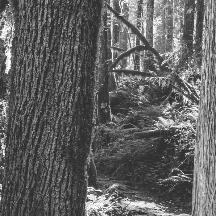 Forest Wonderland - Black and White Nature Photography Coffee Mug Gallery Image 2