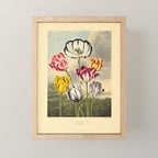 Tulips from "The Temple of Flora," 1812 (benefitting The Nature Conservancy) Mini Art Print Gallery Image 1