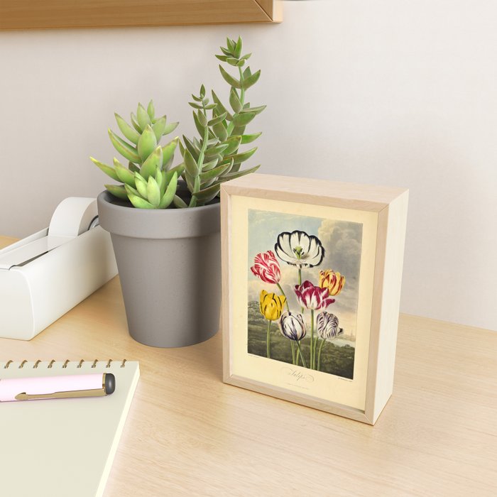 Tulips from "The Temple of Flora," 1812 (benefitting The Nature Conservancy) Mini Art Print Gallery Image 2