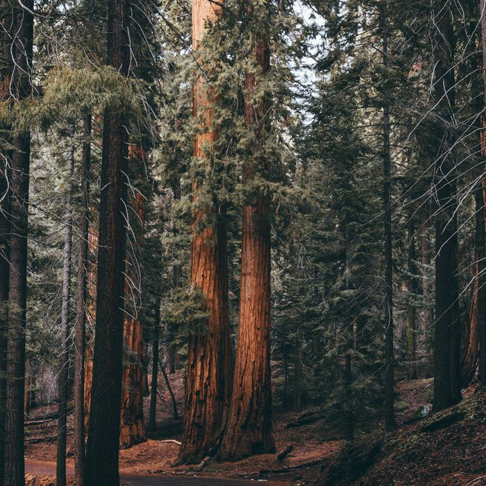 Walking Sequoia Coffee Mug Gallery Image 2