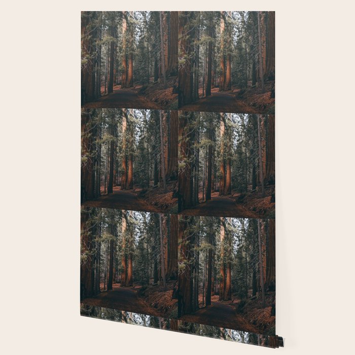Walking Sequoia Wallpaper Gallery Image 2