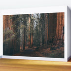 Walking Sequoia Wall Mural Gallery Image 2