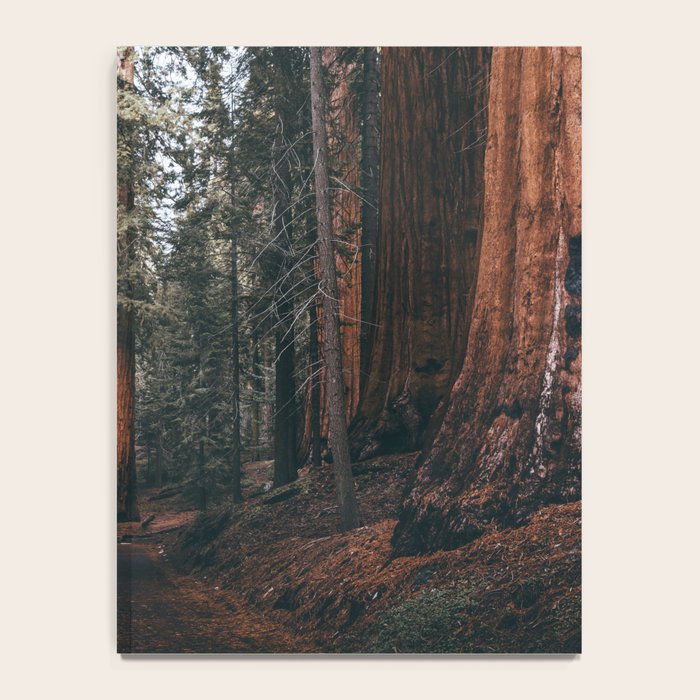 Walking Sequoia Notebook Gallery Image 4