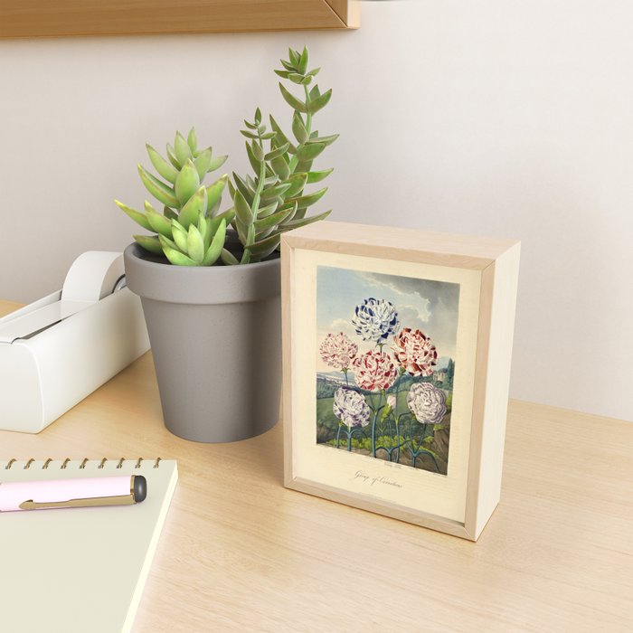 Carnations from "The Temple of Flora," 1812 (benefitting The Nature Conservancy) Mini Art Print Gallery Image 2