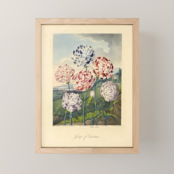 Carnations from "The Temple of Flora," 1812 (benefitting The Nature Conservancy) Mini Art Print Gallery Image 1