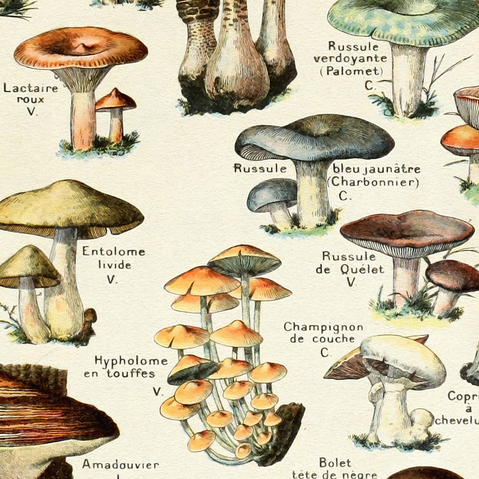 Vintage Mushroom & Fungi Chart by Adolphe Millot Coffee Mug Gallery Image 2