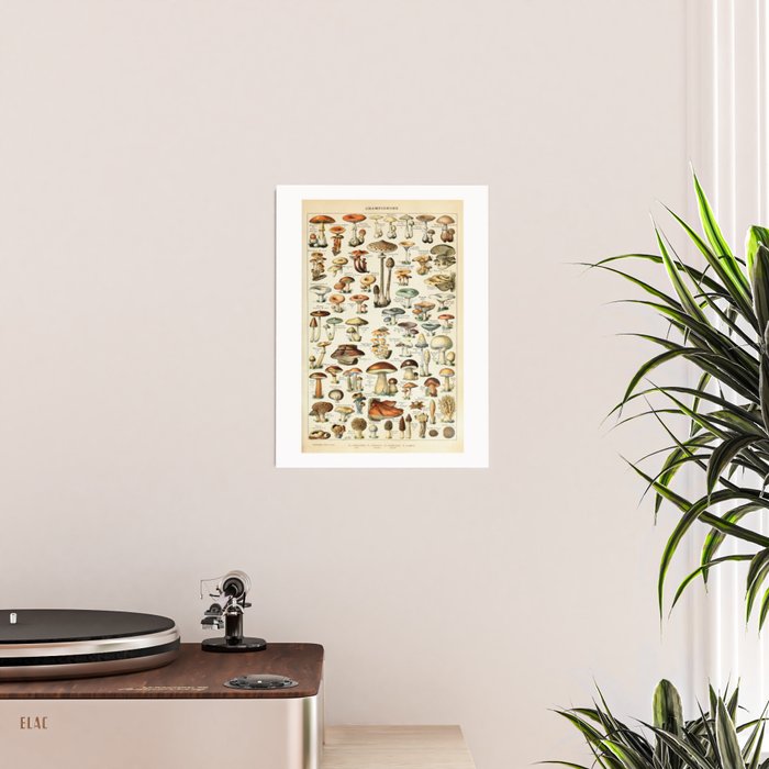 Vintage Mushroom & Fungi Chart by Adolphe Millot Poster Gallery Image 2