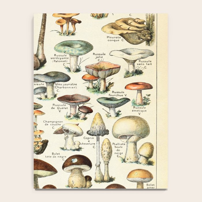 Vintage Mushroom & Fungi Chart by Adolphe Millot Notebook Gallery Image 4