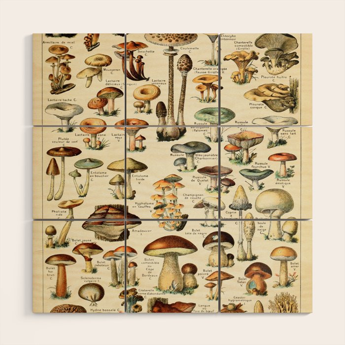 Vintage Mushroom & Fungi Chart by Adolphe Millot Wood Wall Art Gallery Image 1