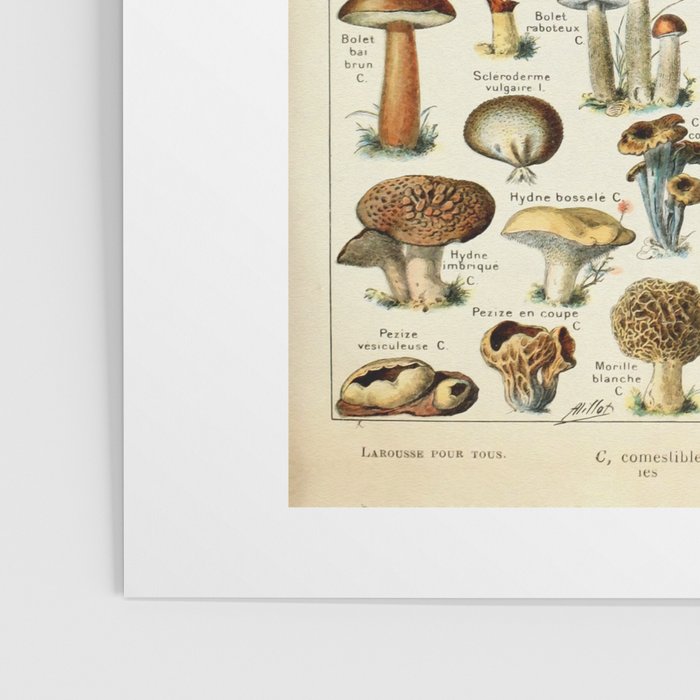 Vintage Mushroom & Fungi Chart by Adolphe Millot Poster Gallery Image 3