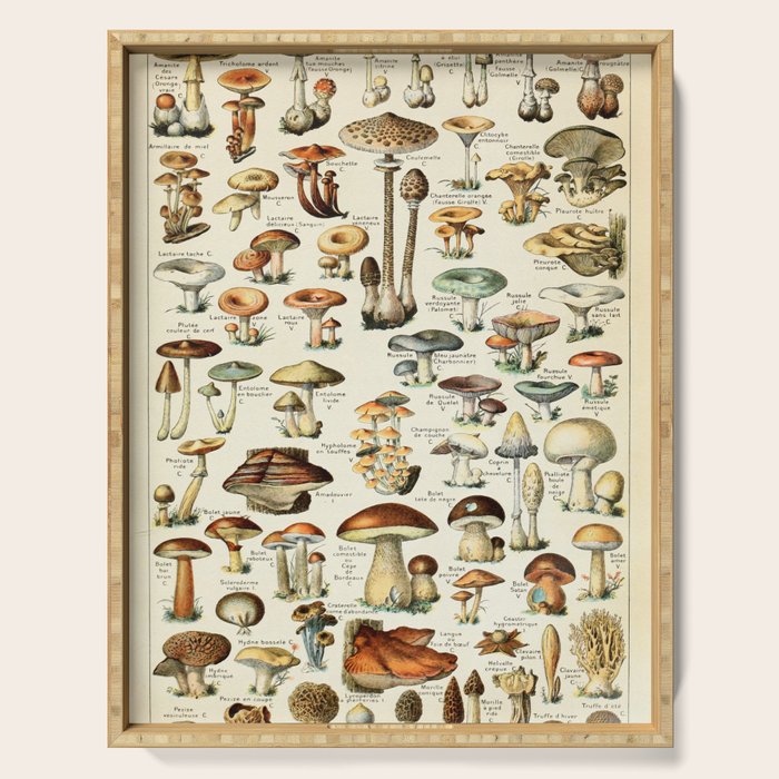 Vintage Mushroom & Fungi Chart by Adolphe Millot Serving Tray Gallery Image 1