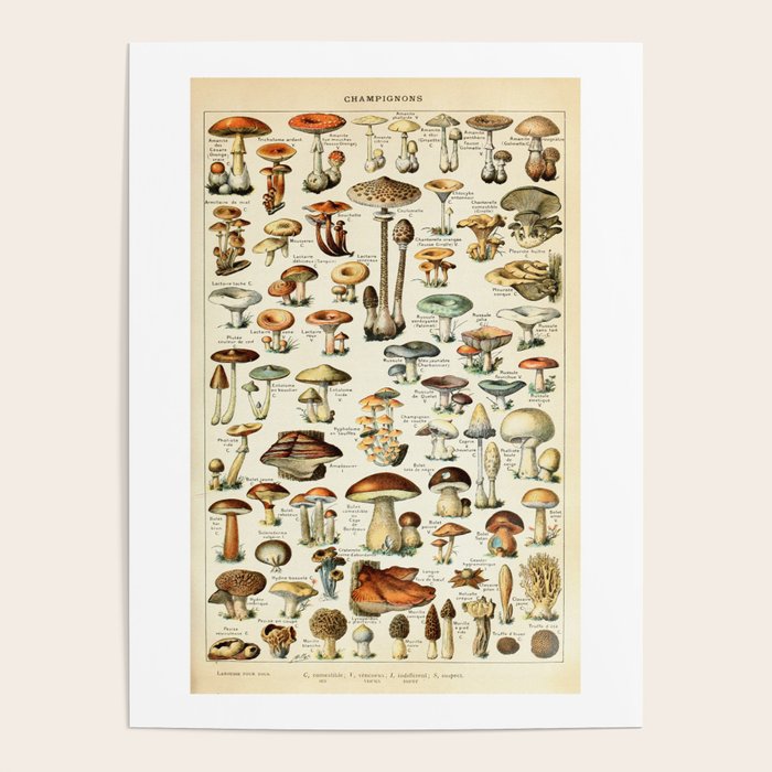 Vintage Mushroom & Fungi Chart by Adolphe Millot Poster Gallery Image 1