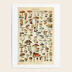Vintage Mushroom & Fungi Chart by Adolphe Millot Poster Gallery Image 4
