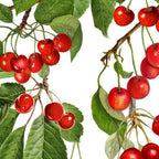Lush Cherry Orchard Sweet Summer Fruits Coffee Mug Gallery Image 2