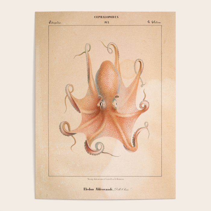 Octopus from "Mollusques Méditeranéens" by Jean Baptiste Vérany, 1851 Poster Gallery Image 1