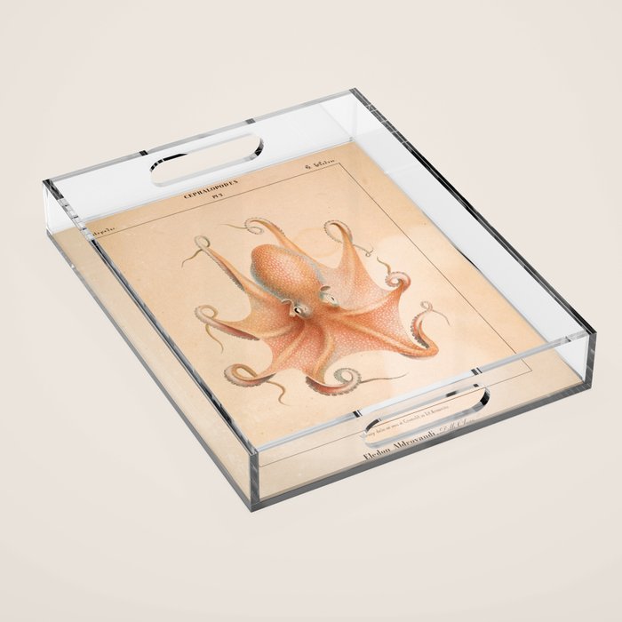 Octopus from "Mollusques Méditeranéens" by Jean Baptiste Vérany, 1851 Acrylic Tray Gallery Image 1
