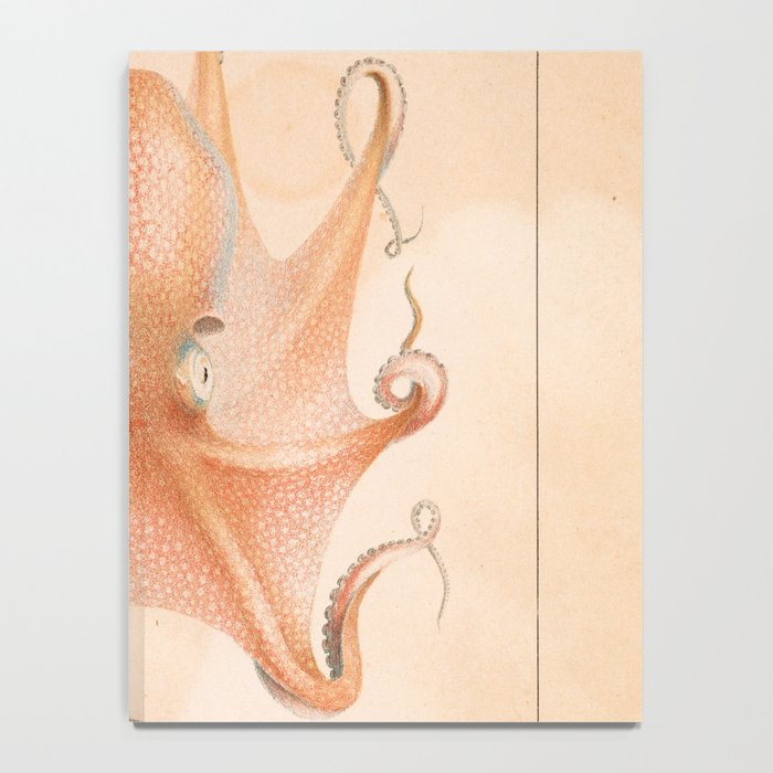 Octopus from "Mollusques Méditeranéens" by Jean Baptiste Vérany, 1851 Notebook Gallery Image 4
