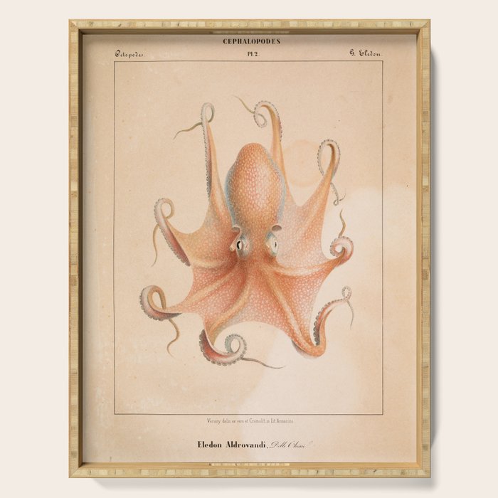 Octopus from "Mollusques Méditeranéens" by Jean Baptiste Vérany, 1851 Serving Tray Gallery Image 1