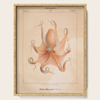 Octopus from "Mollusques Méditeranéens" by Jean Baptiste Vérany, 1851 Serving Tray Gallery Image 1