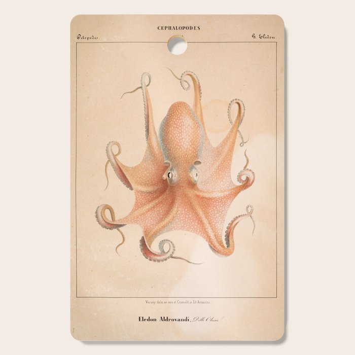 Octopus from "Mollusques Méditeranéens" by Jean Baptiste Vérany, 1851 Cutting Board Gallery Image 1