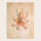 Octopus from "Mollusques Méditeranéens" by Jean Baptiste Vérany, 1851 Poster Gallery Image 4