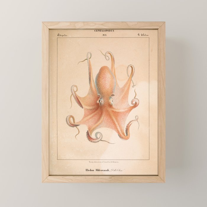 Octopus from "Mollusques Méditeranéens" by Jean Baptiste Vérany, 1851 Mini Art Print Gallery Image 1