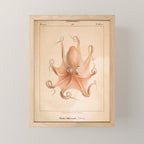 Octopus from "Mollusques Méditeranéens" by Jean Baptiste Vérany, 1851 Mini Art Print Gallery Image 1